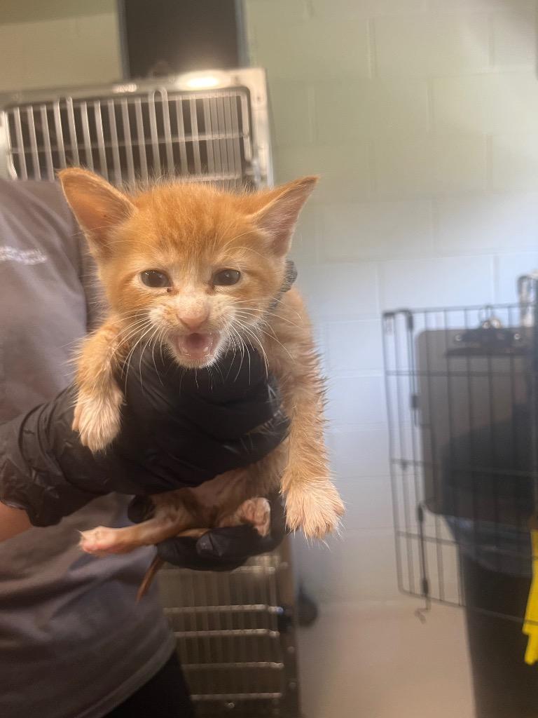 Cheesy Roll Up, Adopted, Kitten Male Domestic Short Hair.