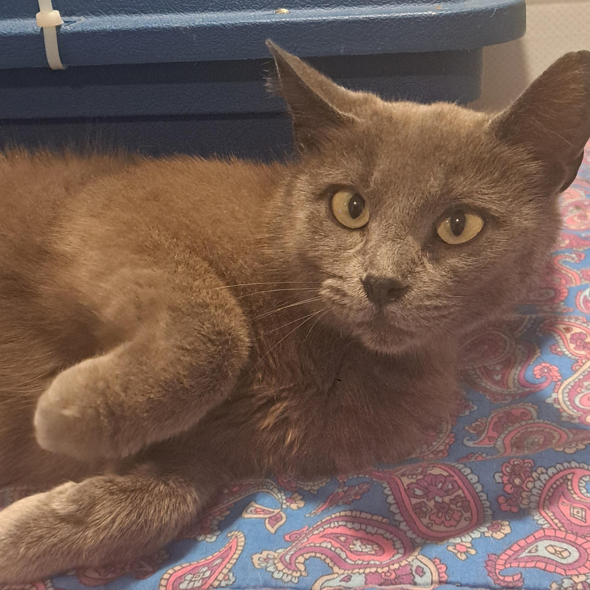 Lady Grey 1 yr, Adoptable, Young Female Domestic Short Hair & Chartreux.