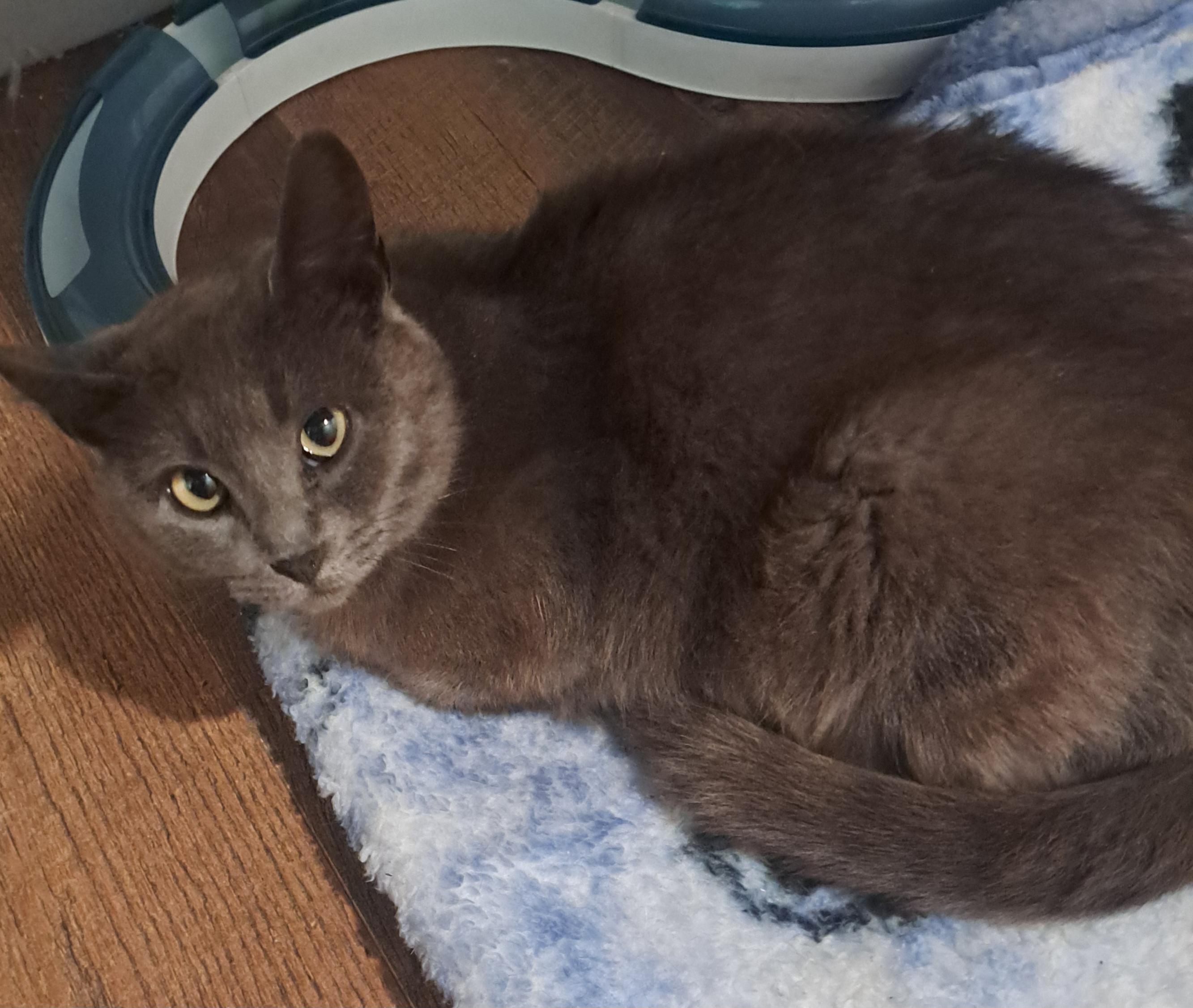 Lady Grey 1 yr, a Adoptable mixed breed in London, ON image 2/5