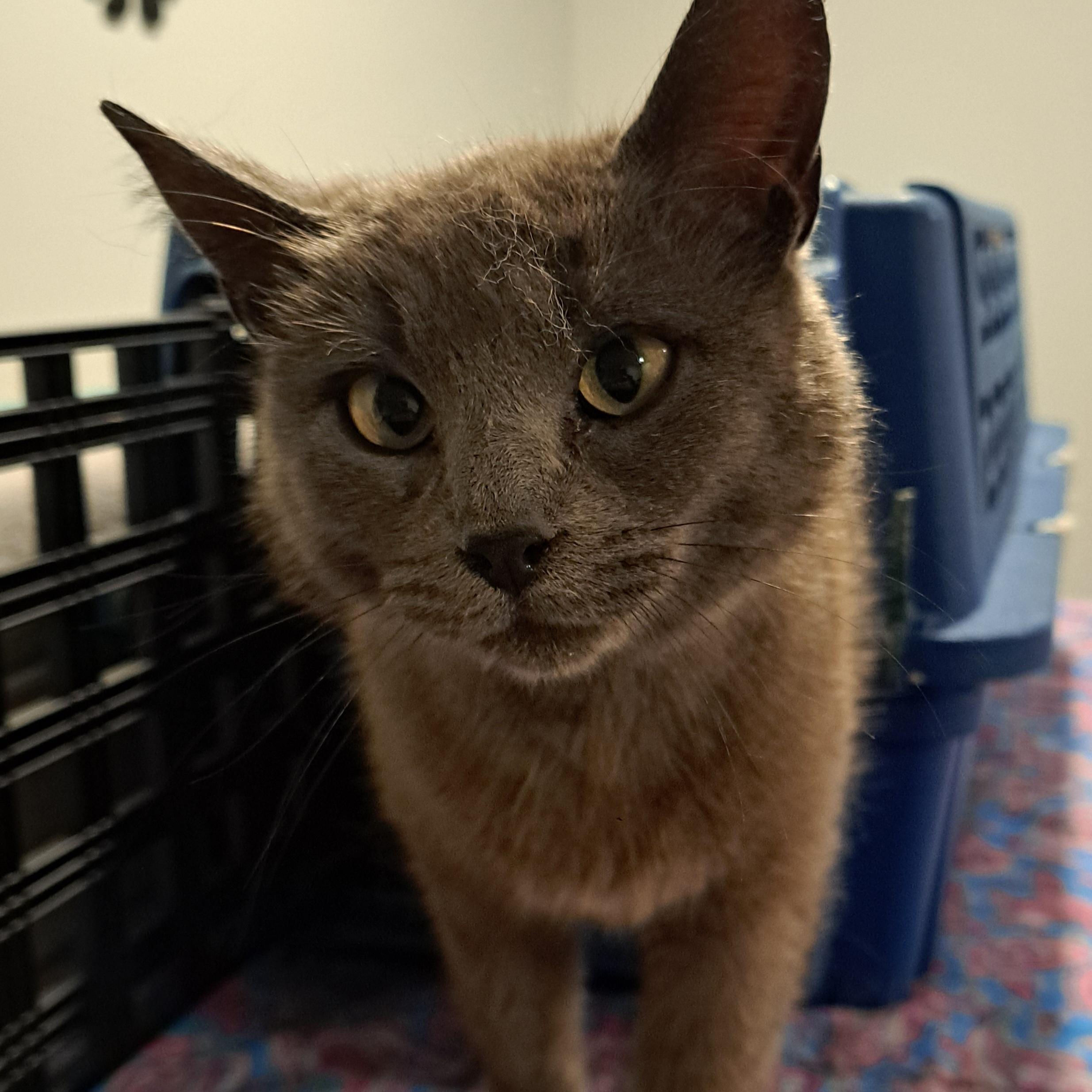 Lady Grey 1 yr, a Adoptable mixed breed in London, ON image 4/5