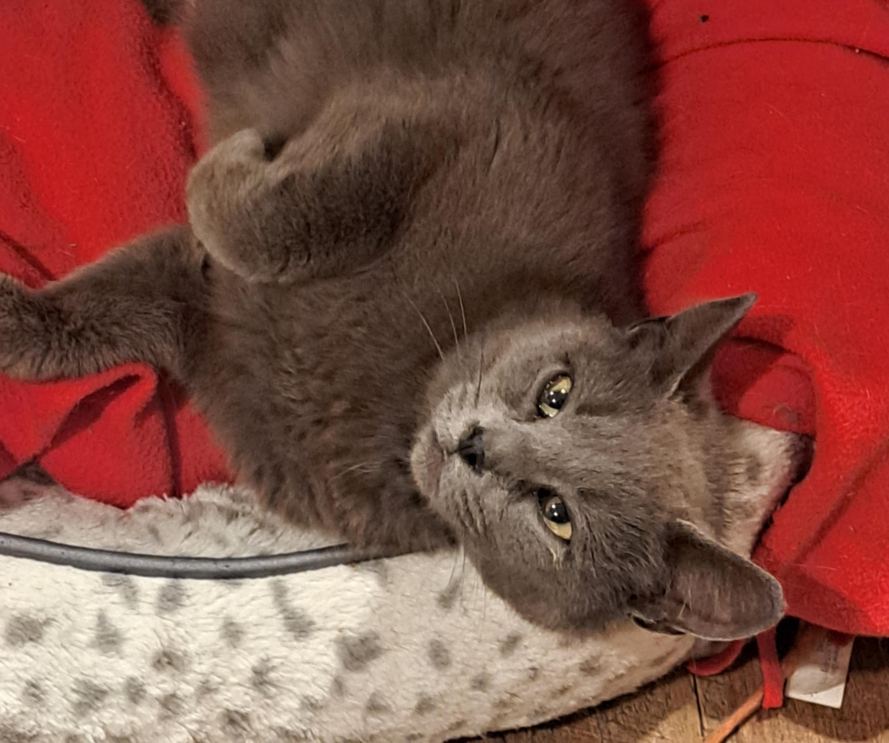 Lady Grey 1 yr, a Adoptable mixed breed in London, ON image 5/5