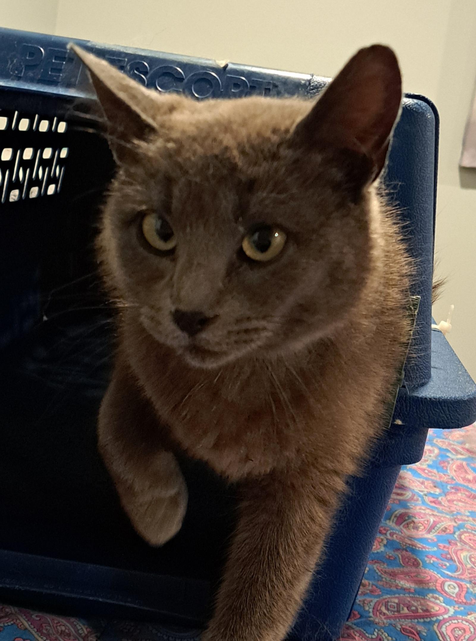 Lady Grey 1 yr, a Adoptable mixed breed in London, ON image 3/5