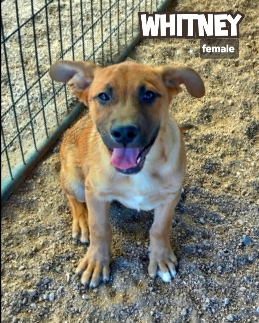 Enlarge Whitney, an adopted mixed breed in Golden Valley, AZ image 1/1