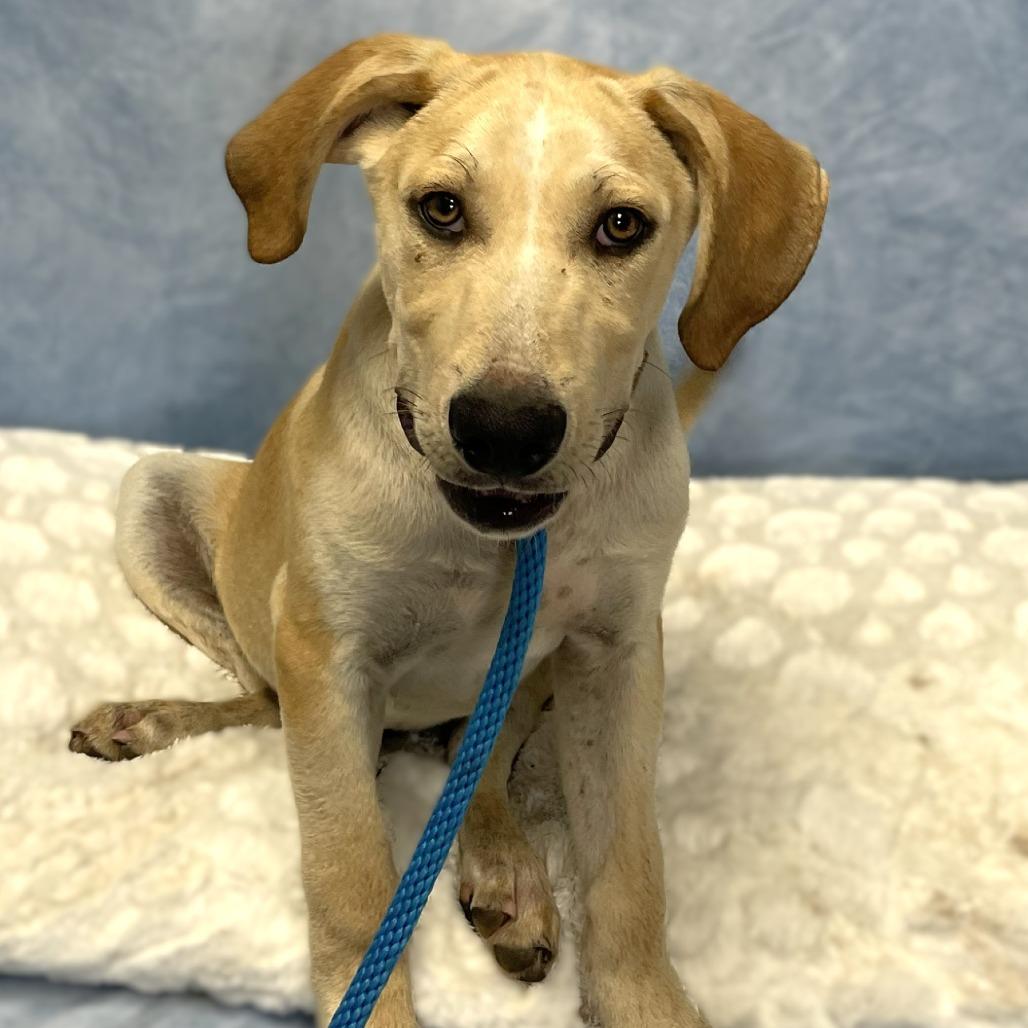 Headliner, a Adoptable mixed breed in Buchanan Dam, TX image 1/2