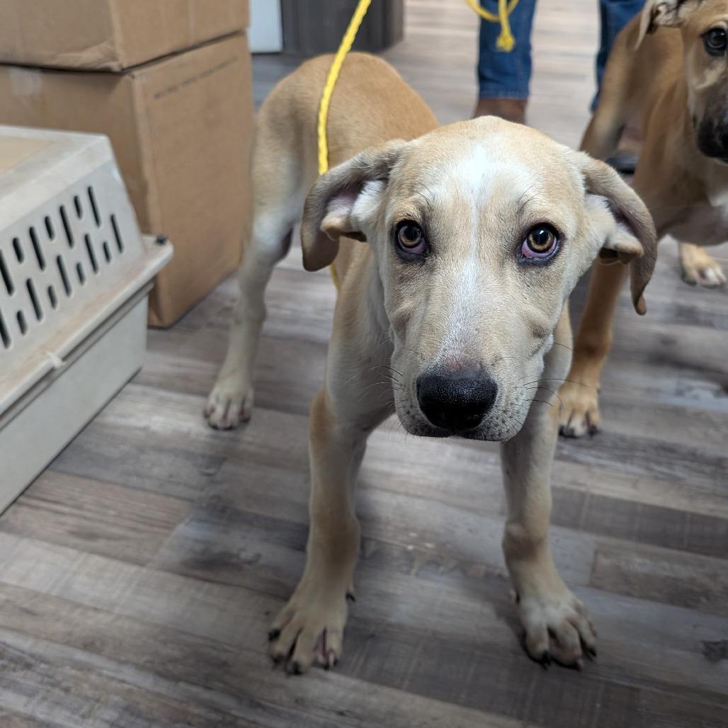 Headliner, a Adoptable mixed breed in Buchanan Dam, TX image 2/2