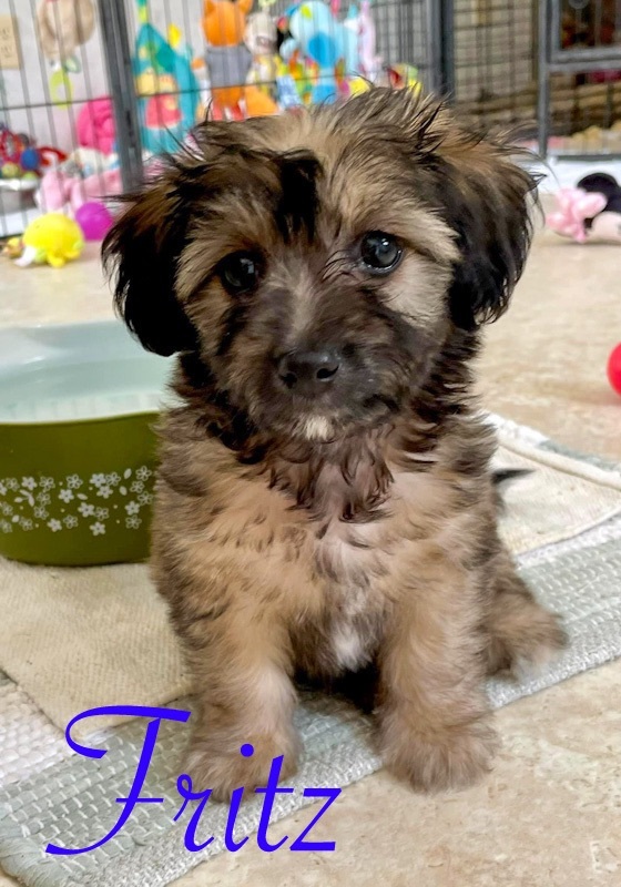 Fritz, Adopted, Puppy Male Schnauzer & Chihuahua.