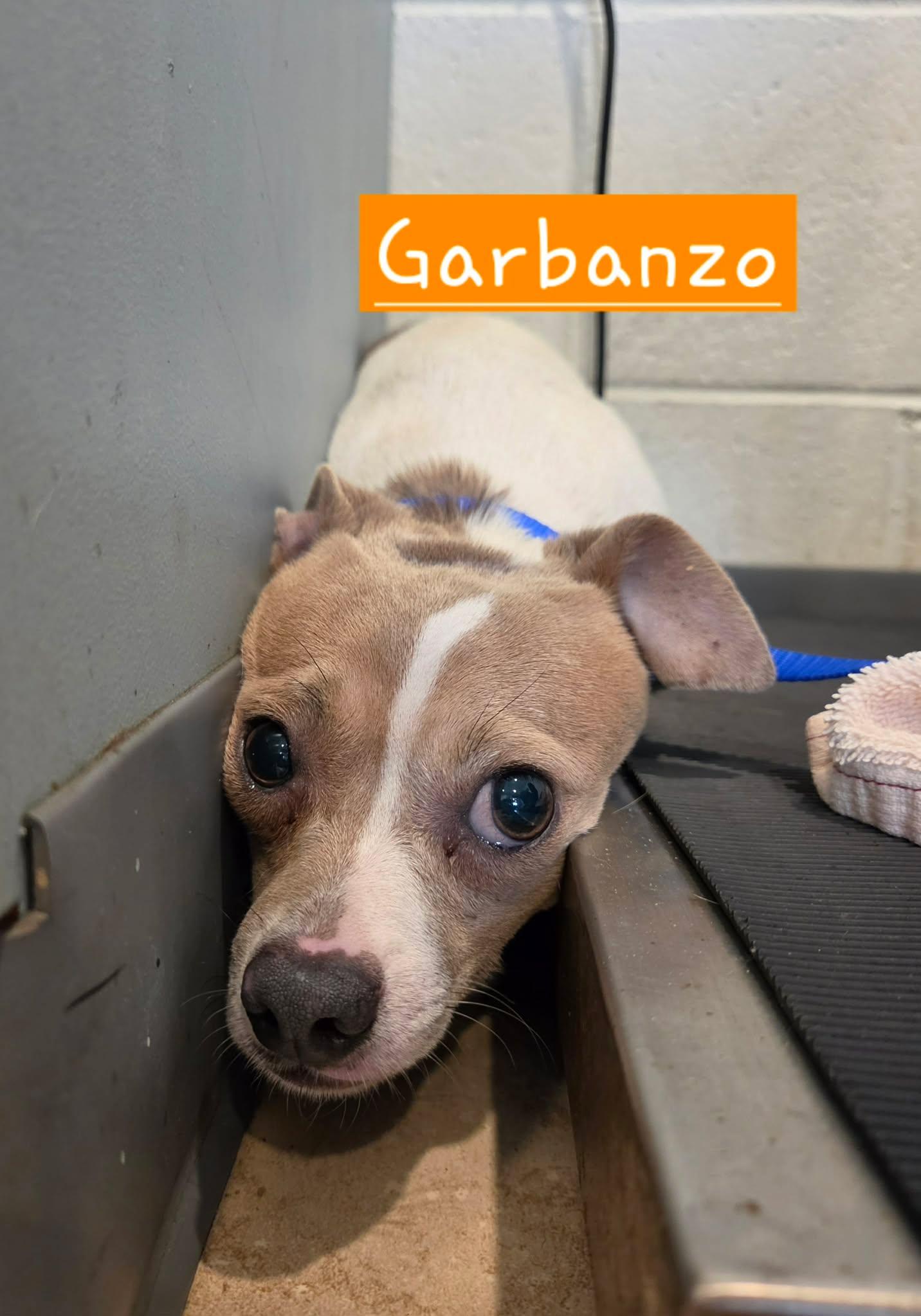 Enlarge Garbanzo - In Foster Care, a ADOPTABLE mixed breed in Sparta, WI image 5/5