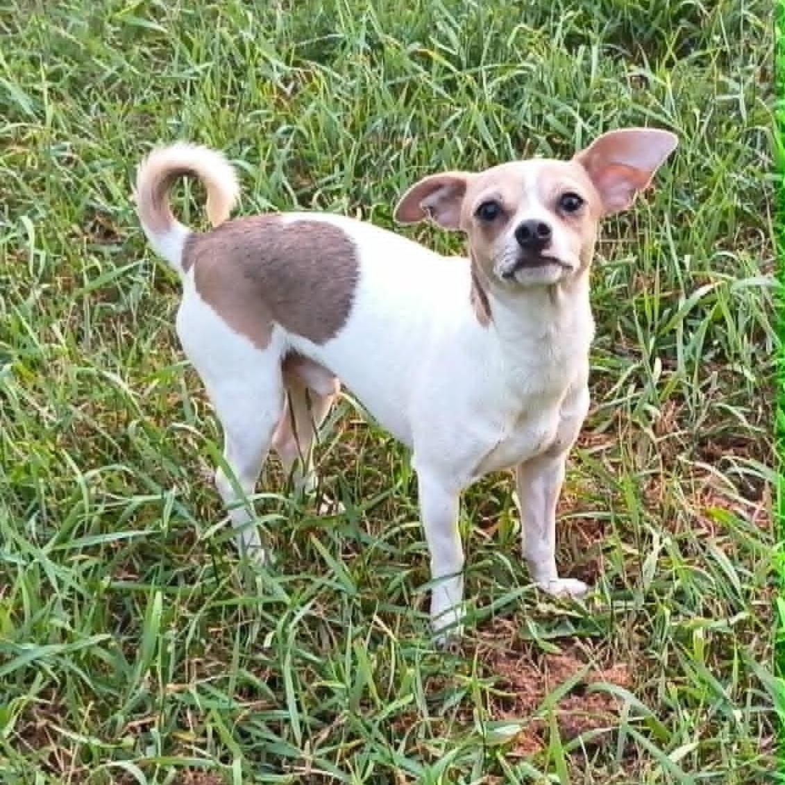 Enlarge Garbanzo - In Foster Care, a ADOPTABLE mixed breed in Sparta, WI image 1/5