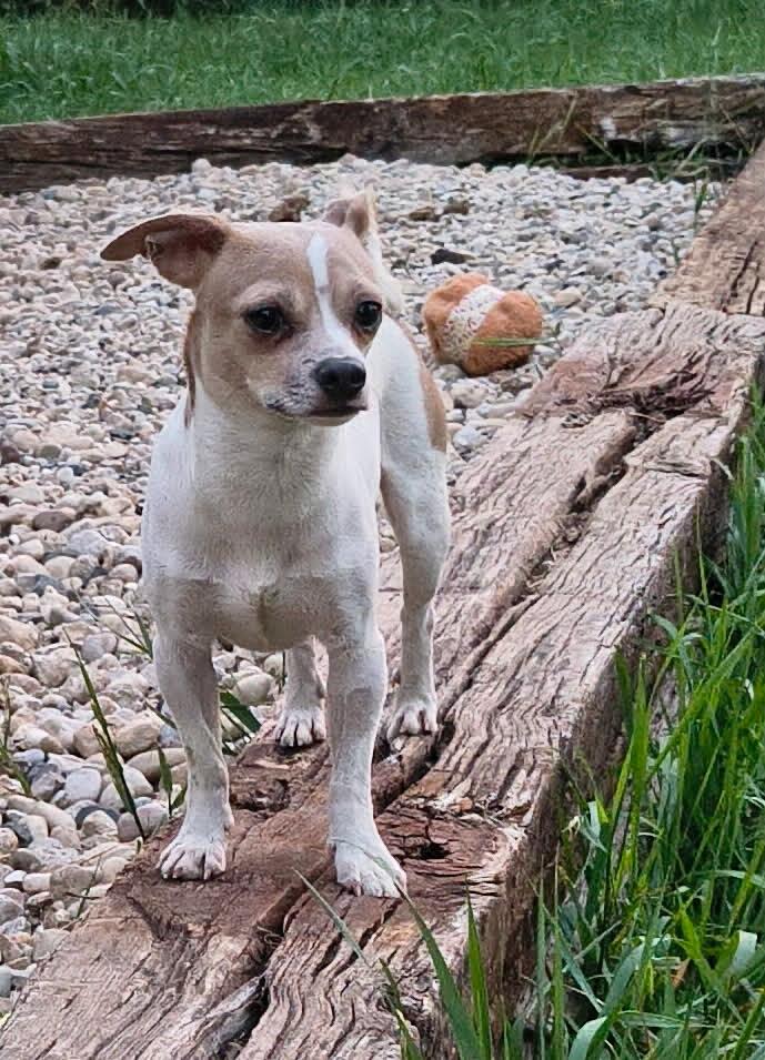 Enlarge Garbanzo - In Foster Care, a ADOPTABLE mixed breed in Sparta, WI image 2/5