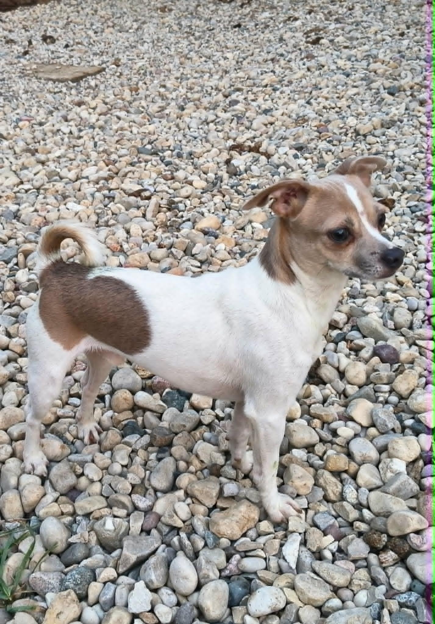 Enlarge Garbanzo - In Foster Care, a ADOPTABLE mixed breed in Sparta, WI image 4/5