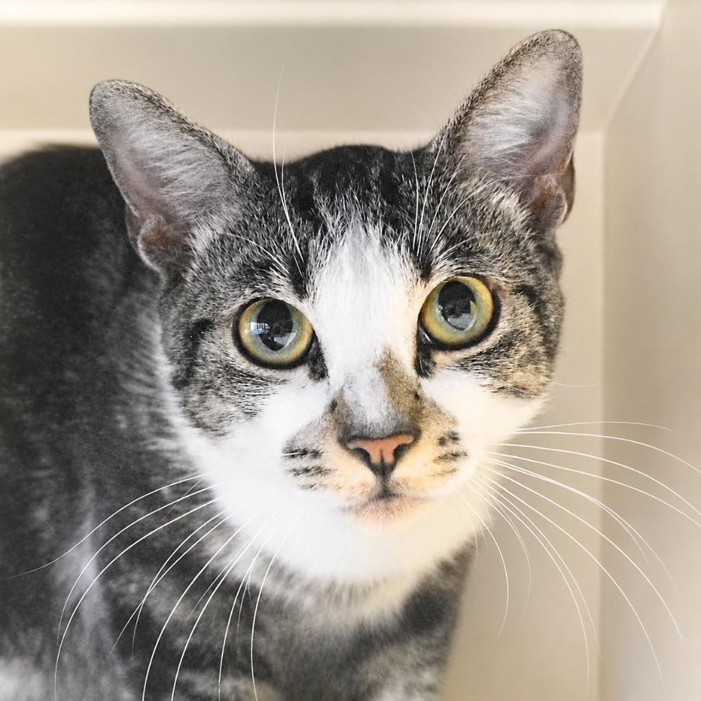 Sebastian, Adoptable, Kitten Male Domestic Short Hair.