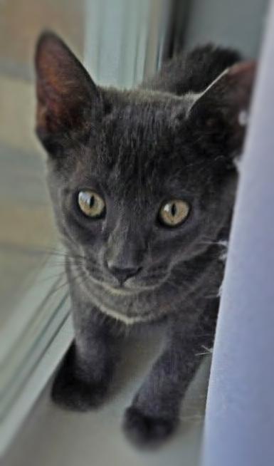 Enlarge Bailey, a Adoptable Domestic Short Hair in Ocean Springs, MS image 1/1