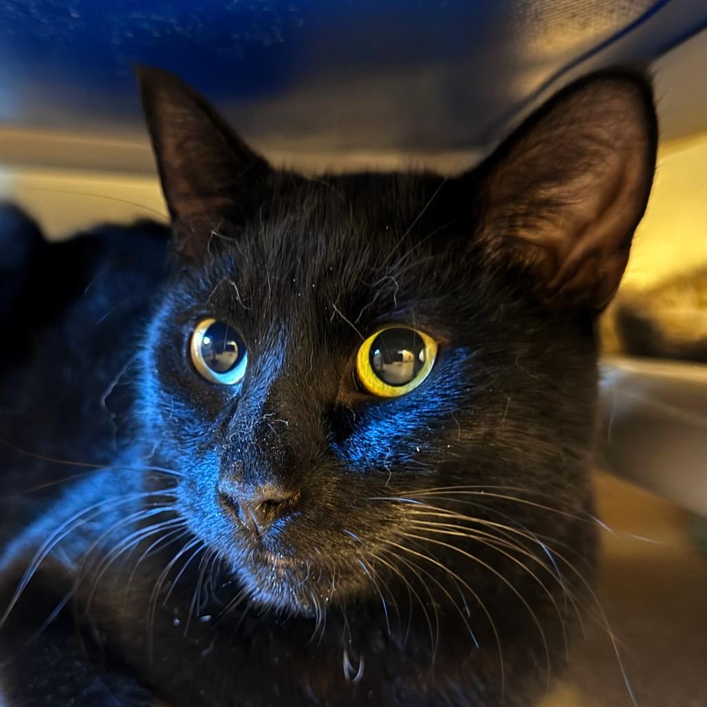 Enlarge Pursley, a Adoptable Domestic Short Hair in Salisbury, MA image 1/1