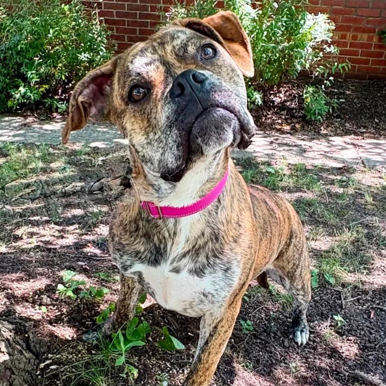 Kaia, an adopted mixed breed in Syracuse, NY image 2/2