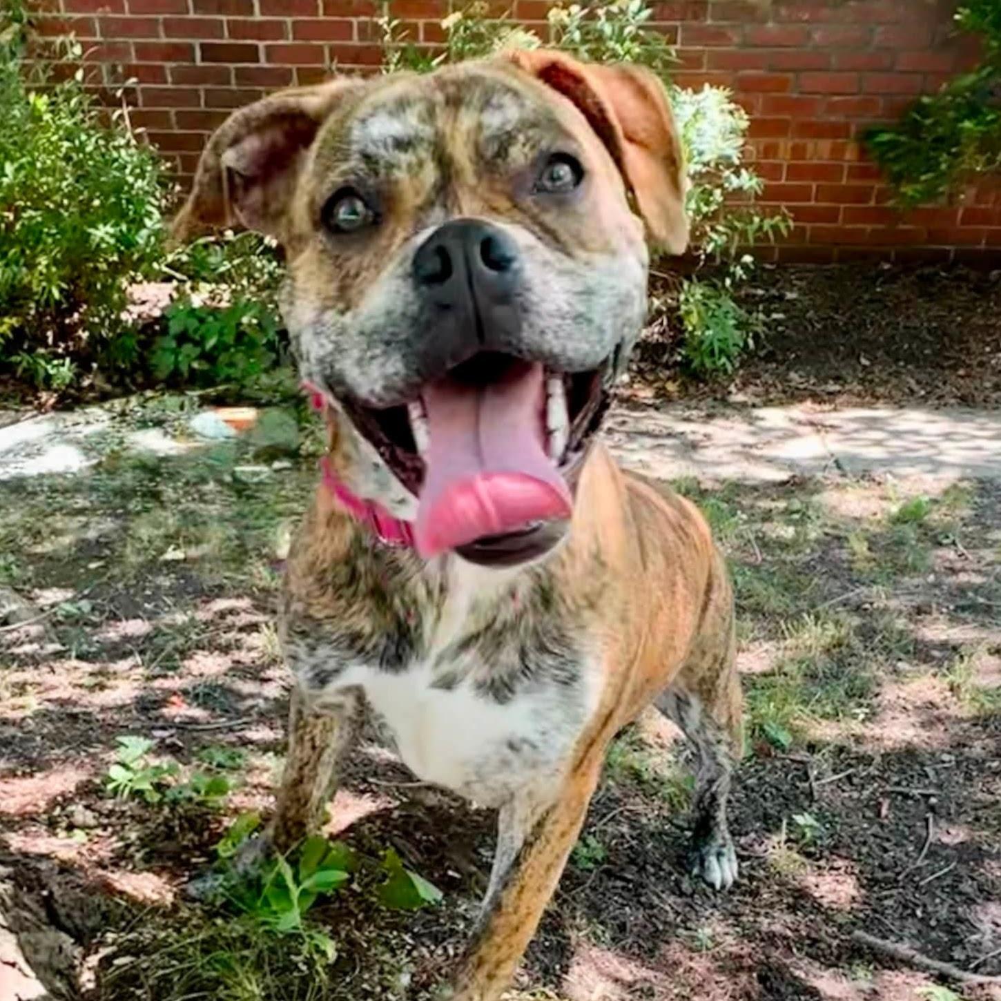 Kaia, adopted, Young Female Boxer.