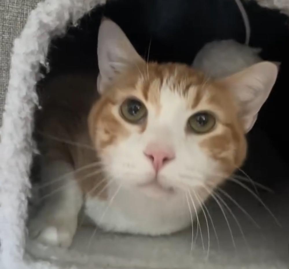 Enlarge George #1, a ADOPTABLE Domestic Short Hair in Suffolk, VA image 2/3