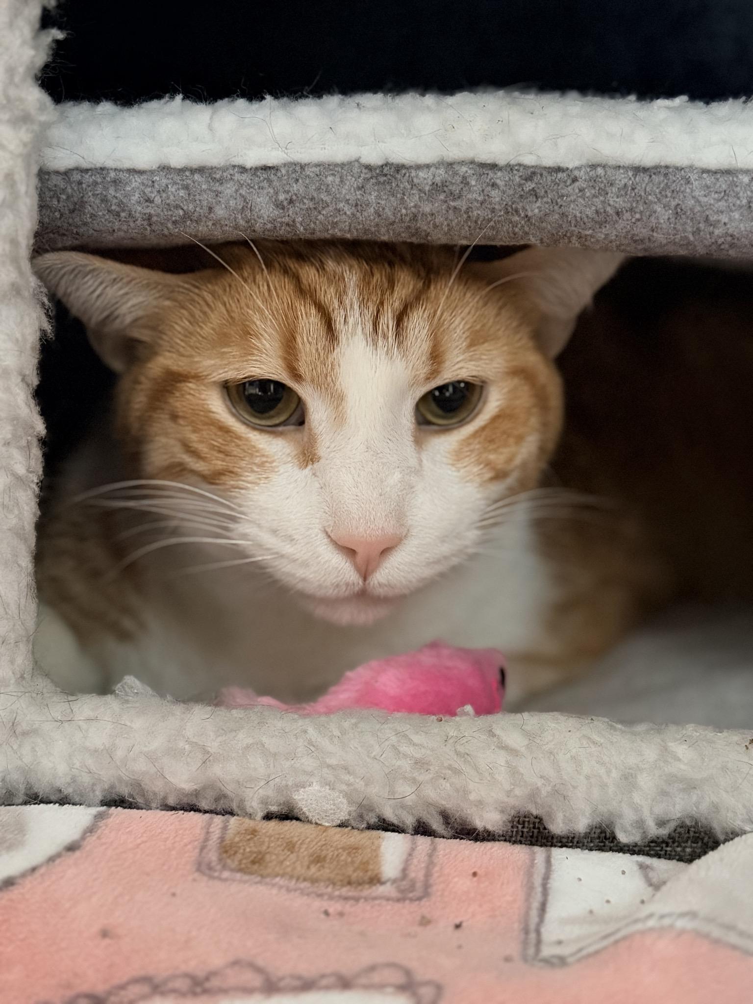 Enlarge George #1, a ADOPTABLE Domestic Short Hair in Suffolk, VA image 3/3