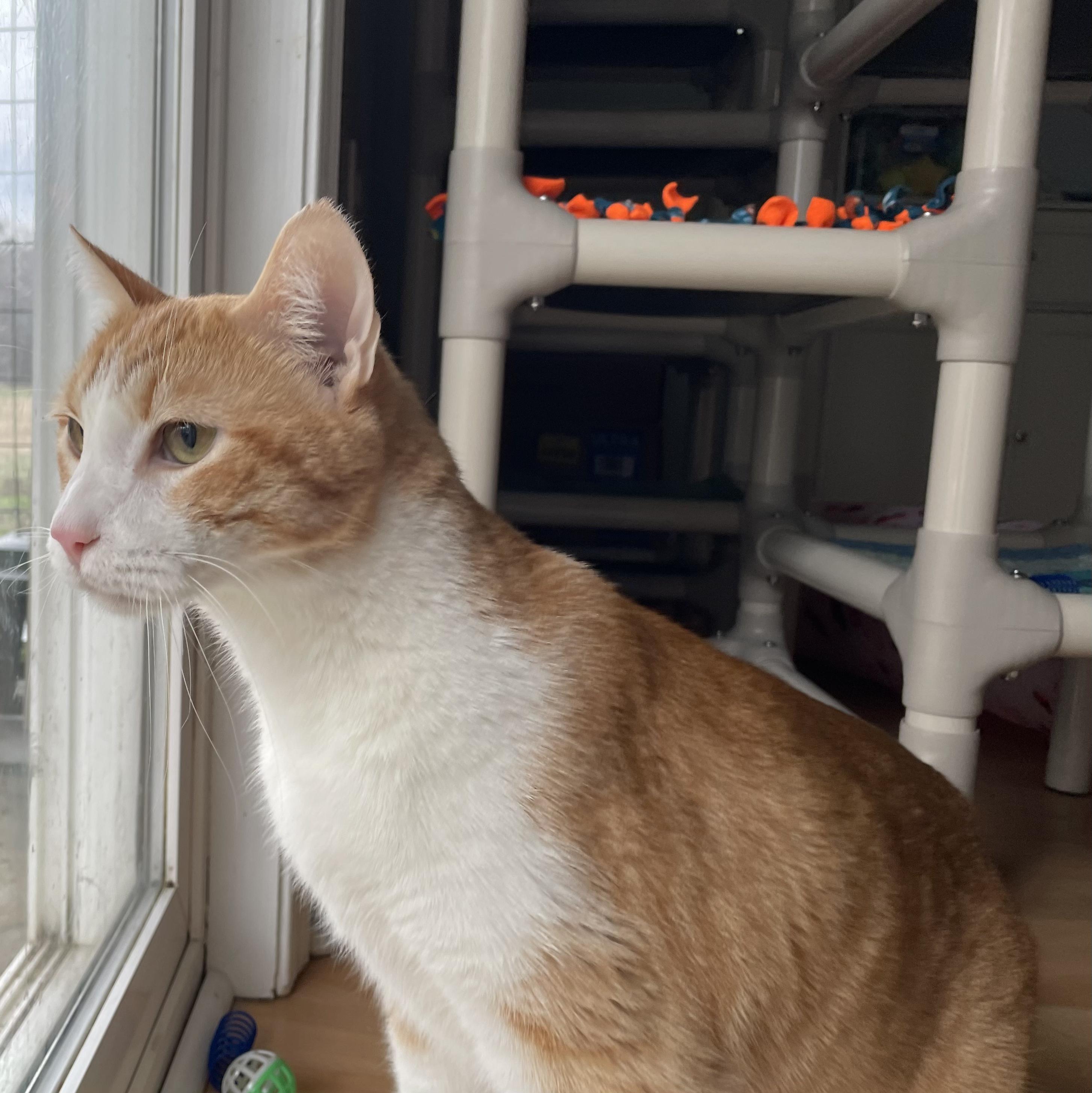 Enlarge George #1, an adopted Domestic Short Hair in Suffolk, VA image 1/2