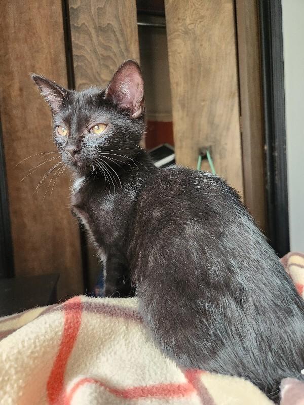 Triangle, Adoptable, Young Female Domestic Short Hair.