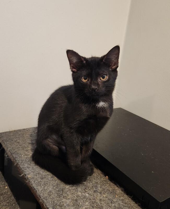 Enlarge Triangle, a Adoptable Domestic Short Hair in Grand Rapids, MI image 2/6