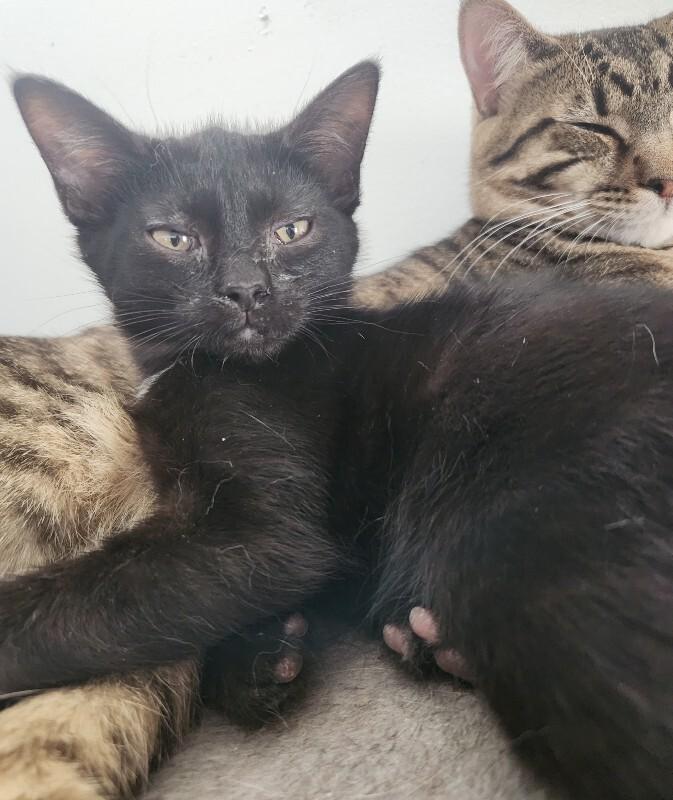 Enlarge Triangle, a Adoptable Domestic Short Hair in Grand Rapids, MI image 3/6