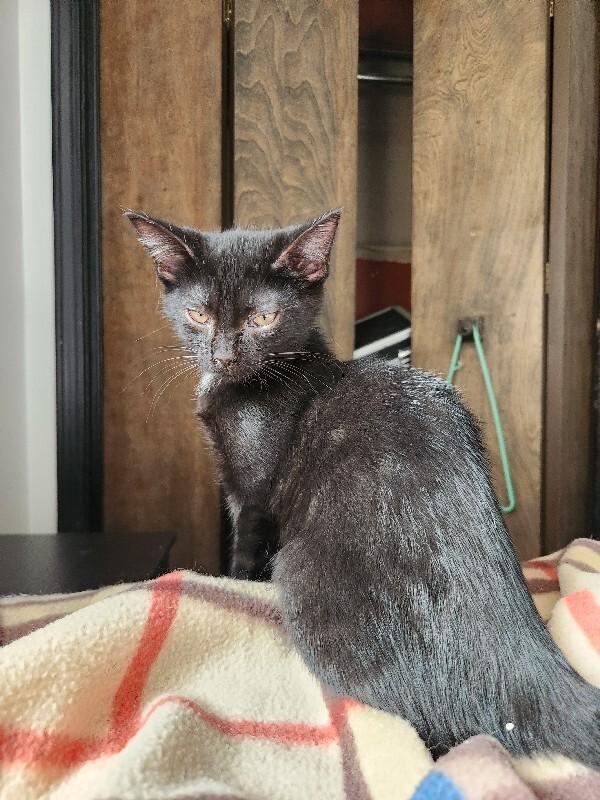 Enlarge Triangle, a Adoptable Domestic Short Hair in Grand Rapids, MI image 4/6