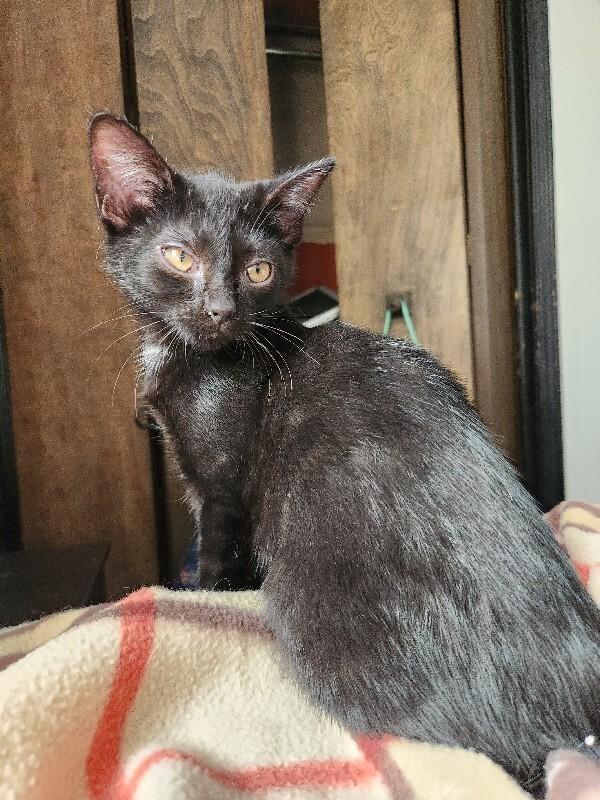 Enlarge Triangle, a Adoptable Domestic Short Hair in Grand Rapids, MI image 5/6