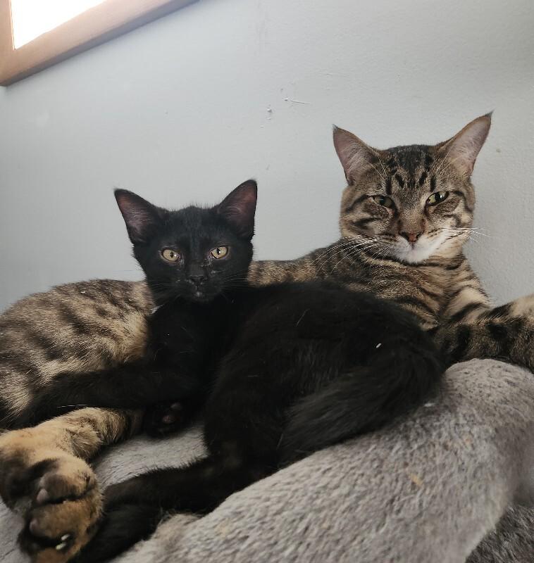 Enlarge Triangle, a Adoptable Domestic Short Hair in Grand Rapids, MI image 6/6