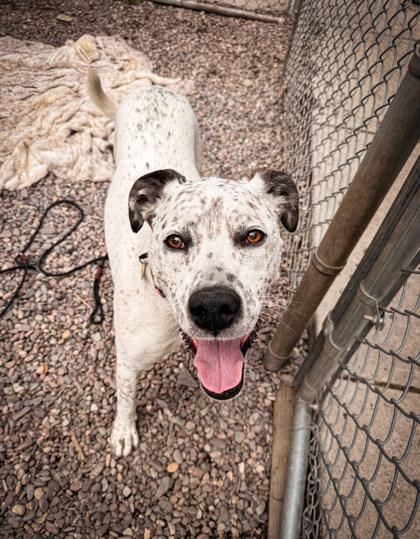Enlarge Annie, a ADOPTABLE Mixed Breed in Missoula, MT image 2/2