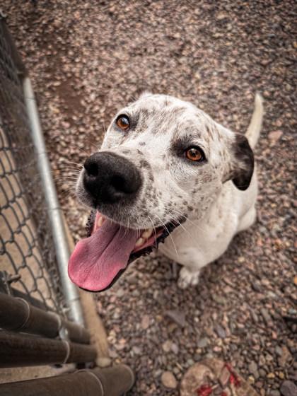Annie, ADOPTABLE, Adult Female Mixed Breed.