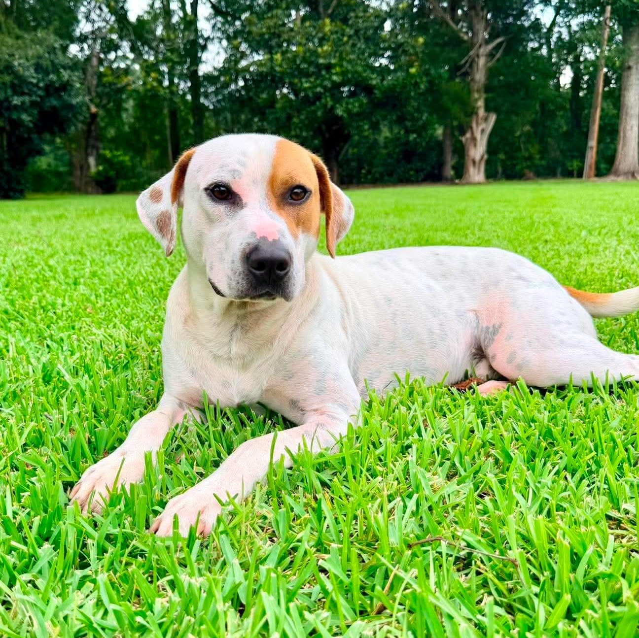 PB, an adopted mixed breed in Brooklyn, MI image 6/6