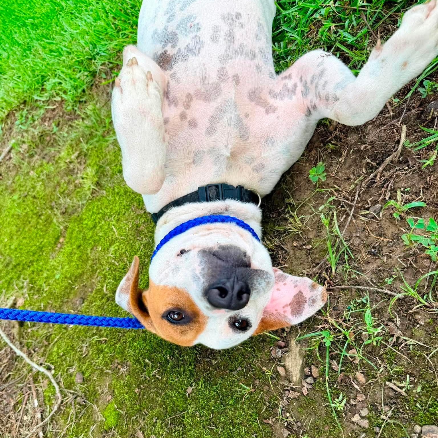 PB, an adopted mixed breed in Brooklyn, MI image 3/6