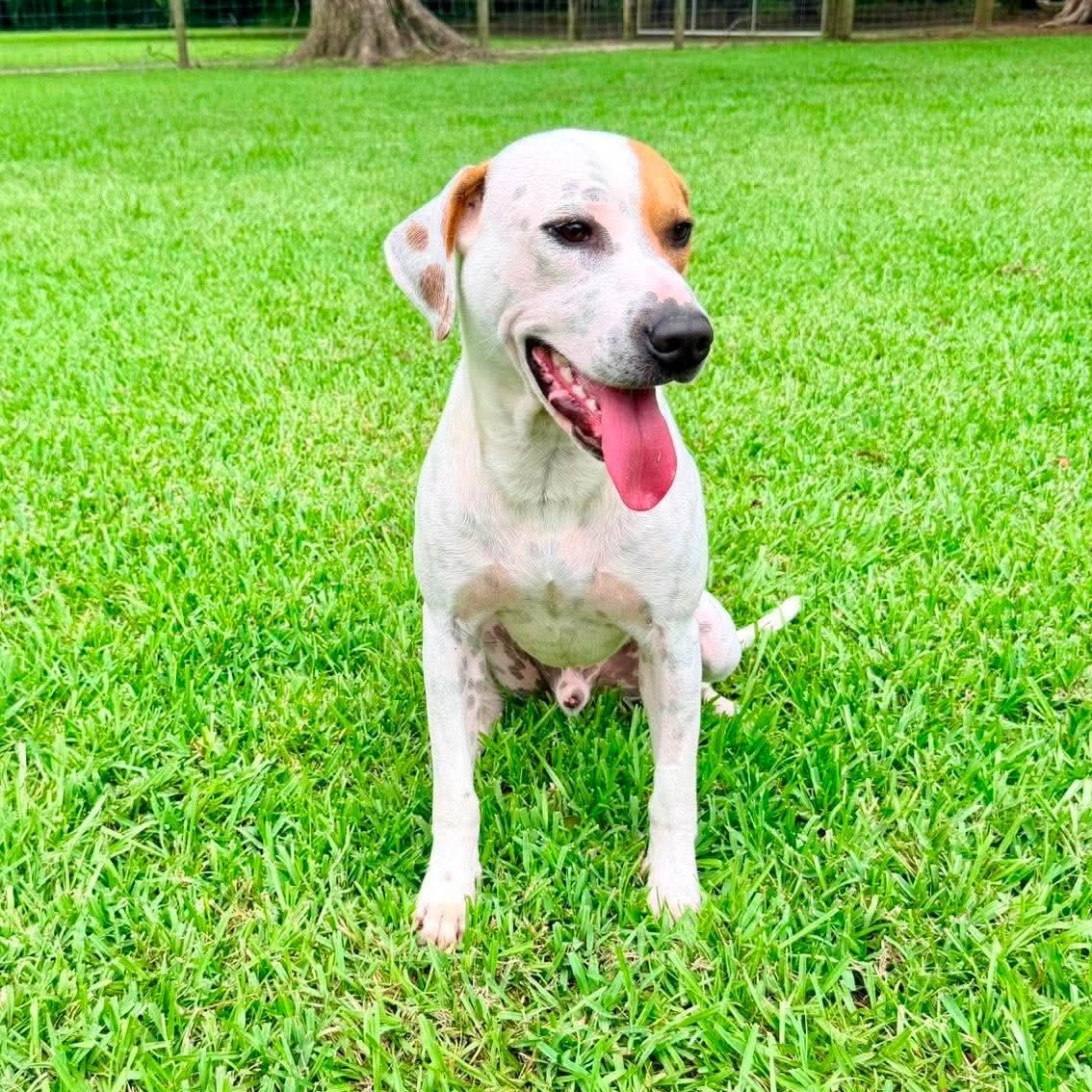 PB, adopted, Young Male Labrador Retriever & Hound.