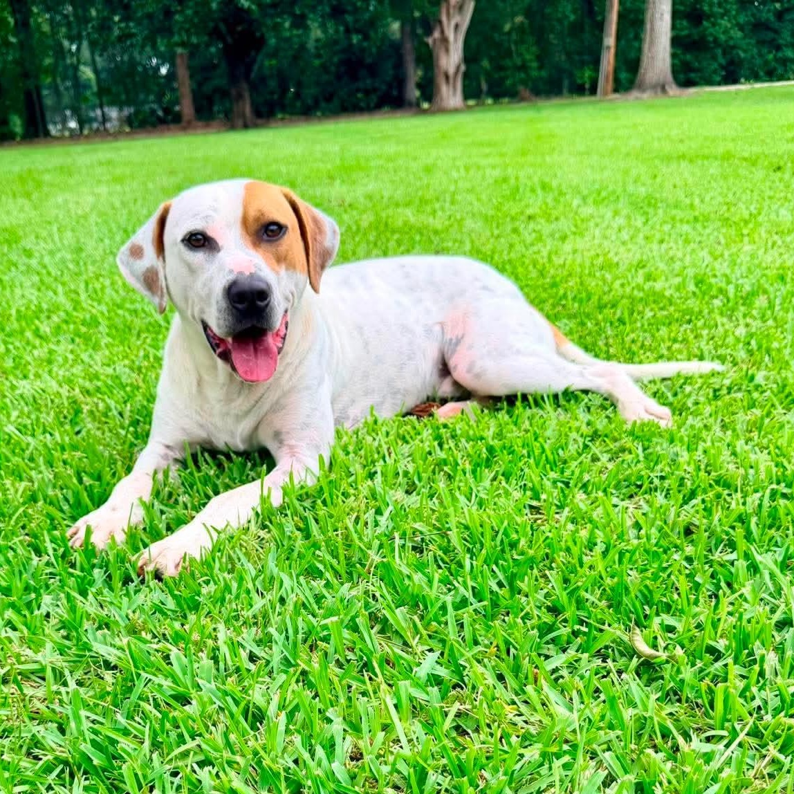 PB, an adopted mixed breed in Brooklyn, MI image 2/6