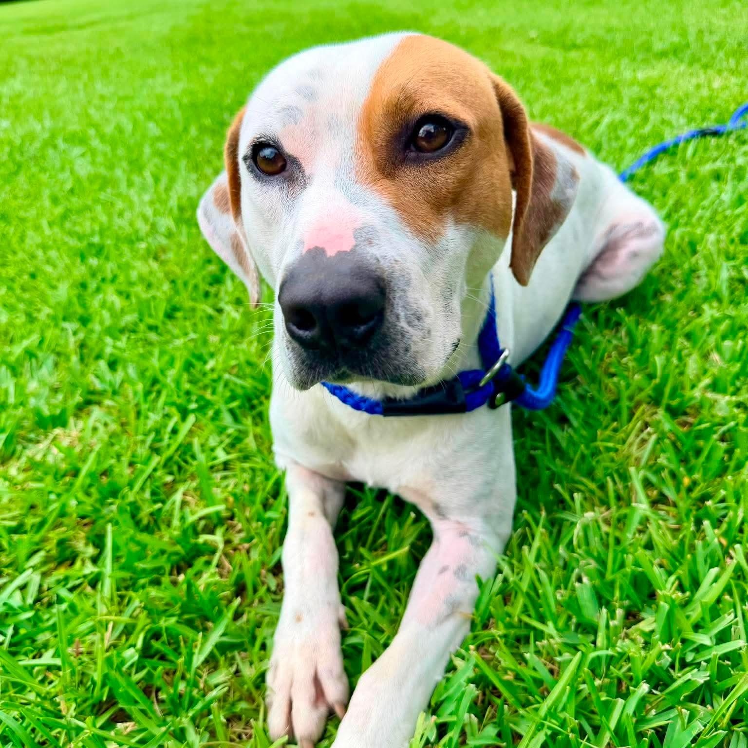 PB, an adopted mixed breed in Brooklyn, MI image 4/6