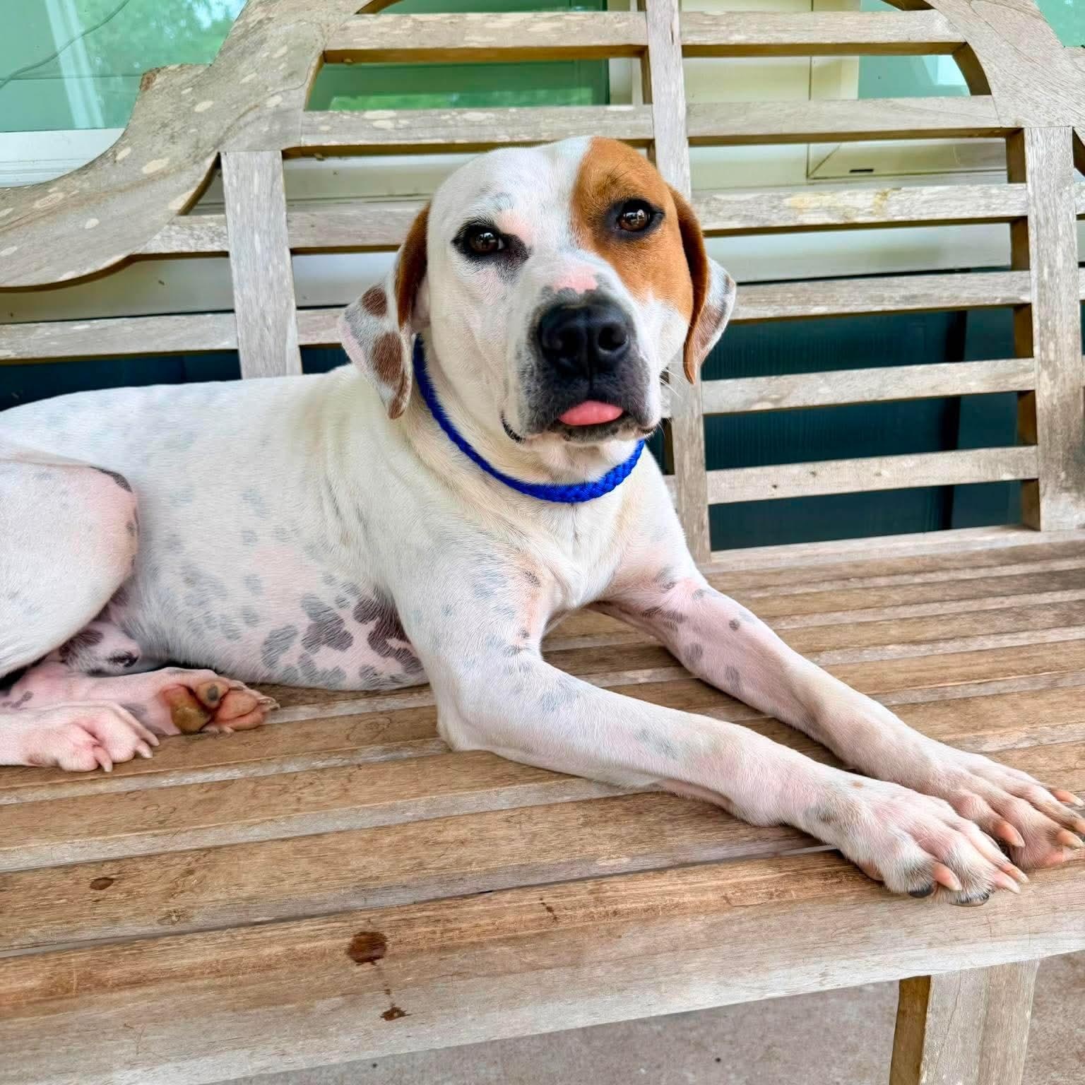 PB, an adopted mixed breed in Brooklyn, MI image 5/6