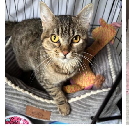 Griddle, Adoptable, Young Female Domestic Short Hair.