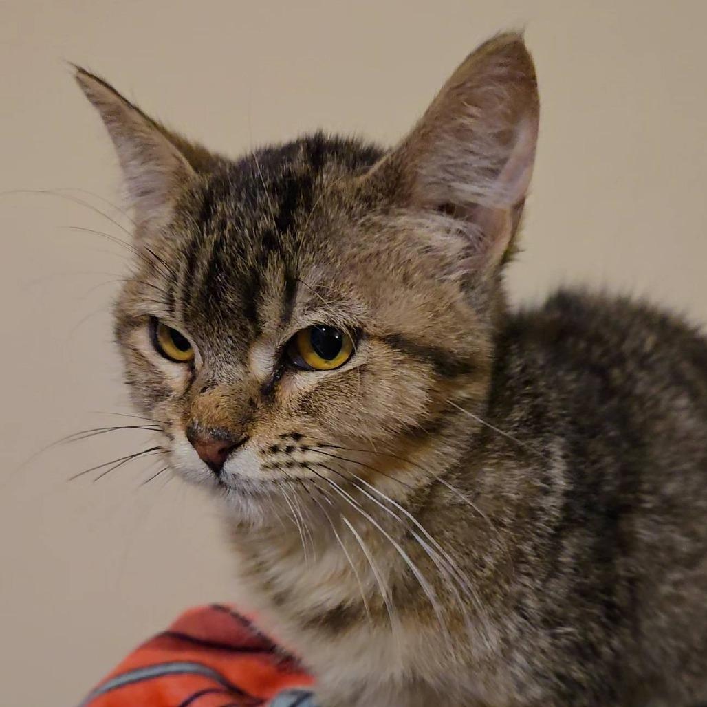 Enlarge Griddle, a Adoptable Domestic Short Hair in Columbia, MO image 2/2