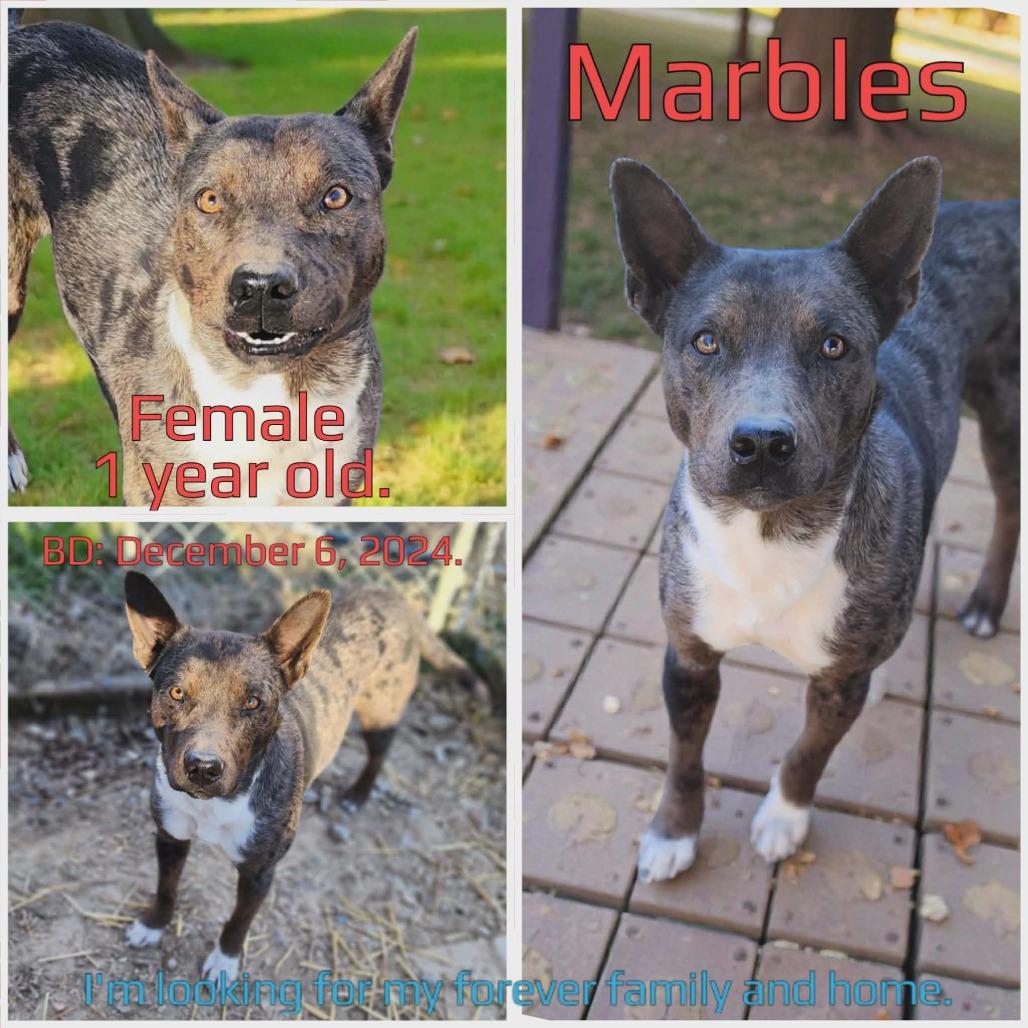 Enlarge Marbles, a Adoptable mixed breed in Boaz, AL image 2/3