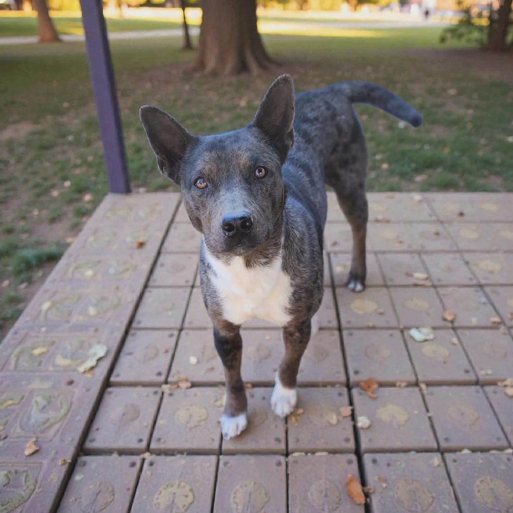 Marbles, Adoptable, Adult Female Catahoula Leopard Dog & Mixed Breed.