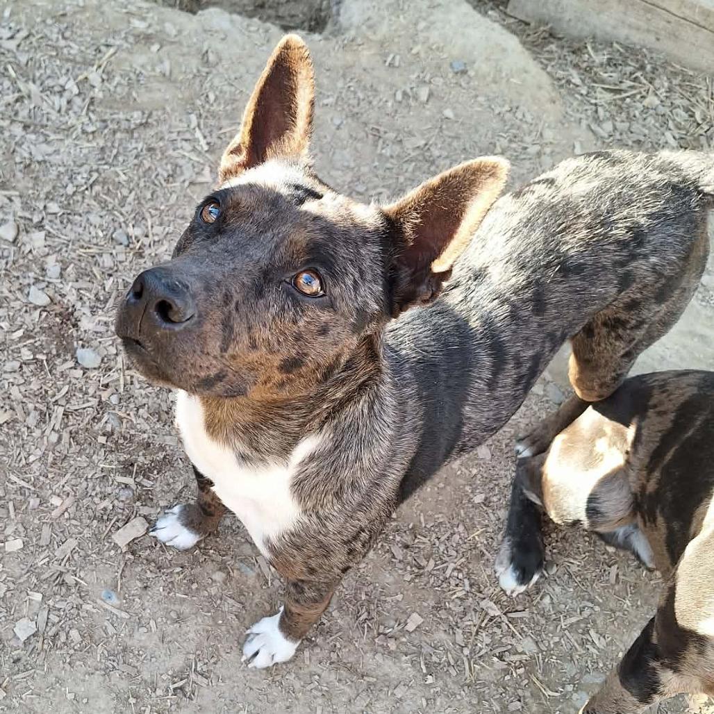 Enlarge Marbles, a Adoptable mixed breed in Boaz, AL image 3/3