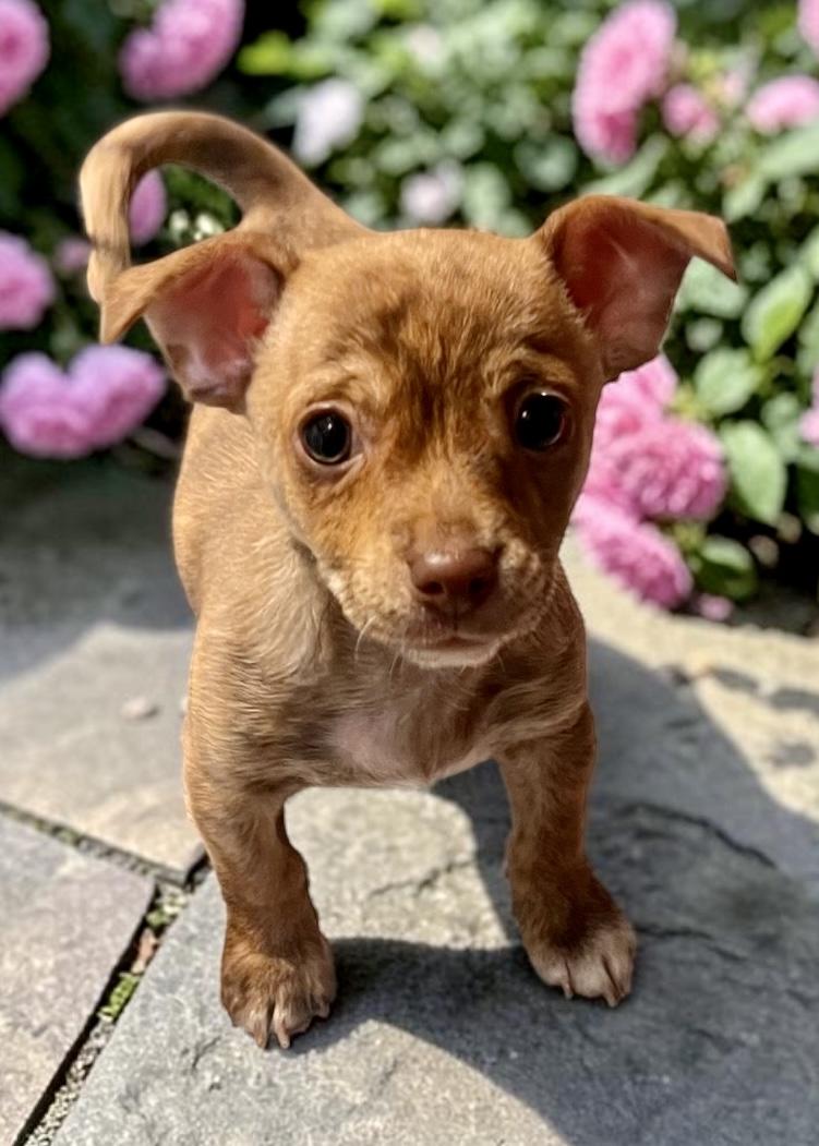 Buttons, ADOPTABLE, Puppy Male Chihuahua & Chiweenie.
