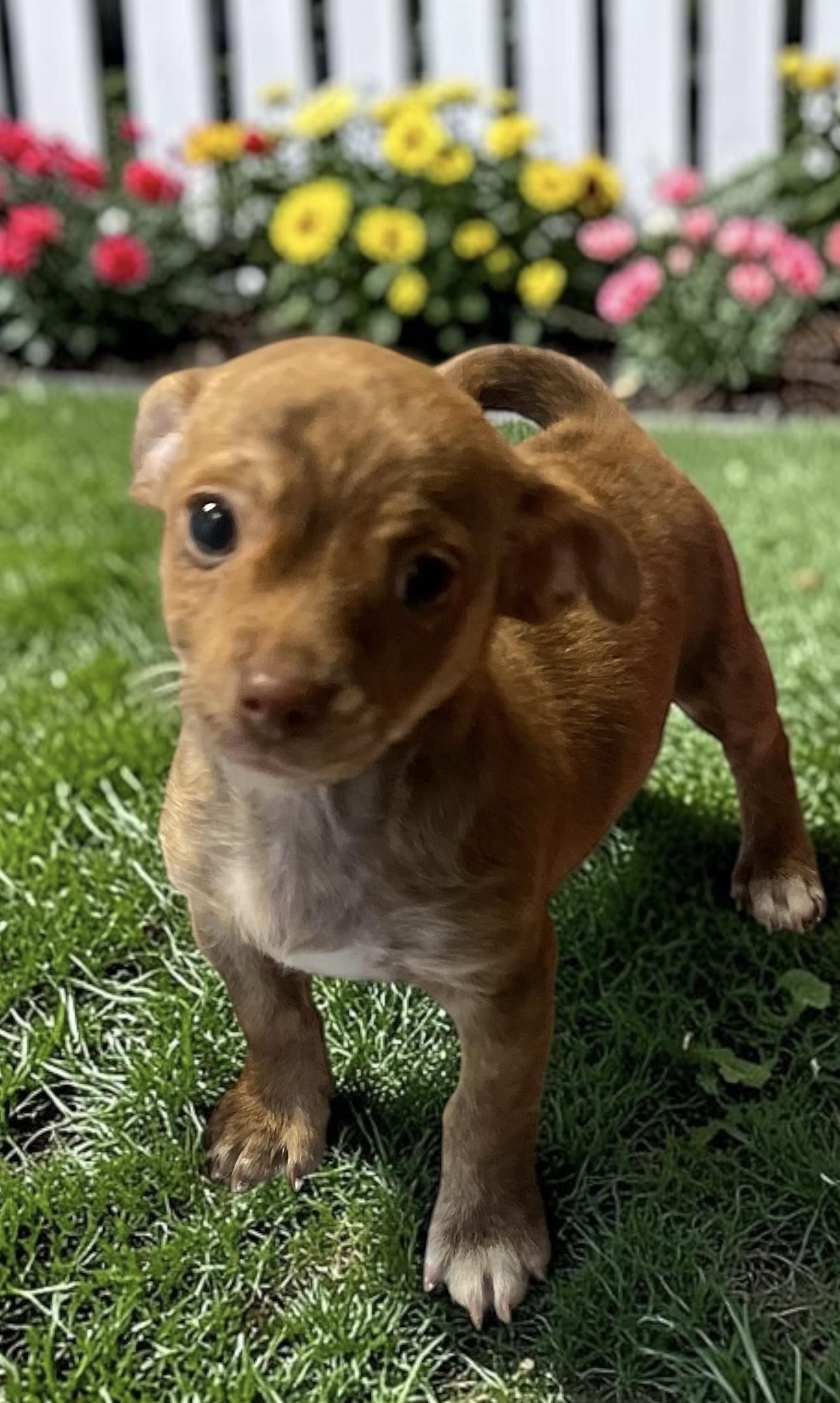 Buttons, a ADOPTABLE mixed breed in Los Angeles, CA image 2/2