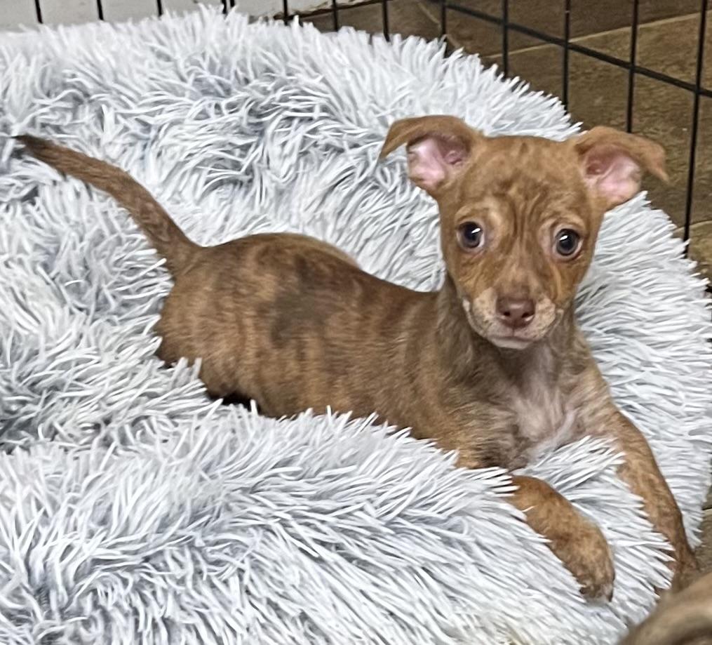 Buttons, adopted, Puppy Male Chihuahua & Chiweenie.