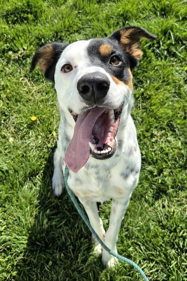 Rooster 47438, Adoptable, Young Male English Setter & Australian Cattle Dog / Blue Heeler.