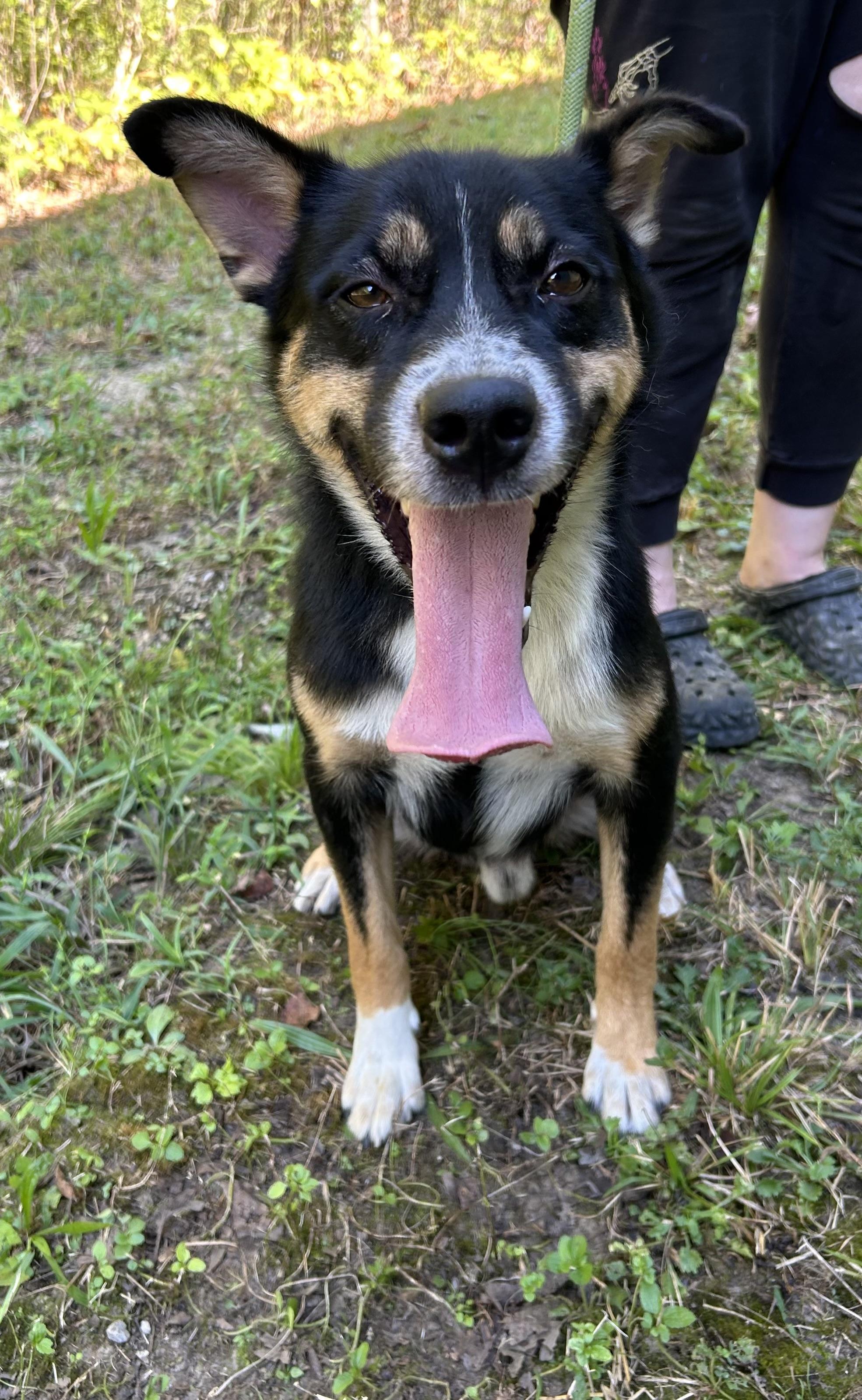 Arrow, Adoptable, Adult Male Australian Shepherd.