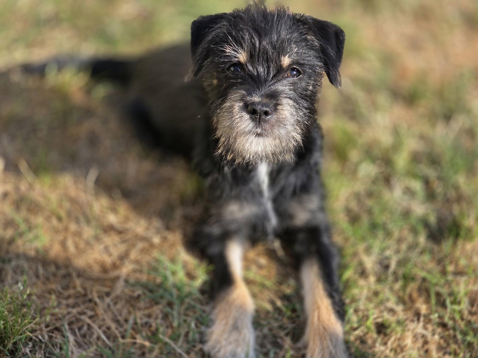 Enlarge Espeon, a Adopted mixed breed in Rosenberg, TX image 1/3