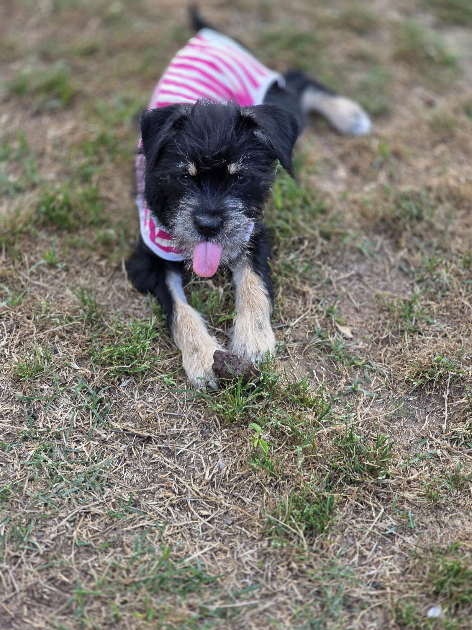 Enlarge Espeon, a Adopted mixed breed in Rosenberg, TX image 2/3