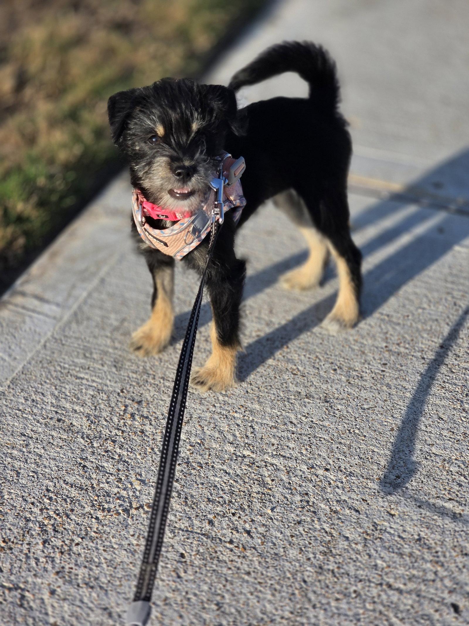 Enlarge Espeon, a Adopted mixed breed in Rosenberg, TX image 3/3