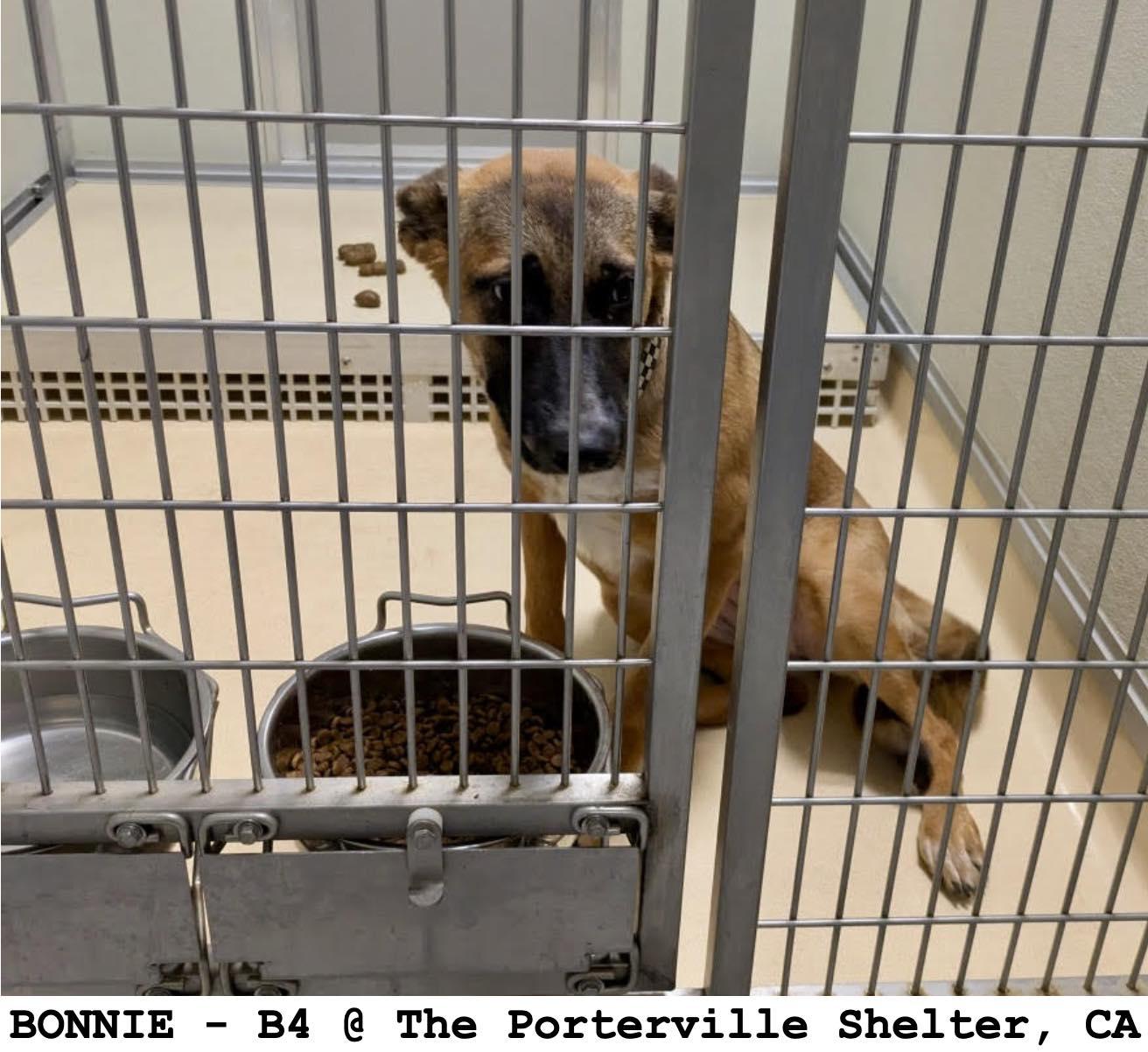 Bonnie available at Charlie's Little Doghouse
